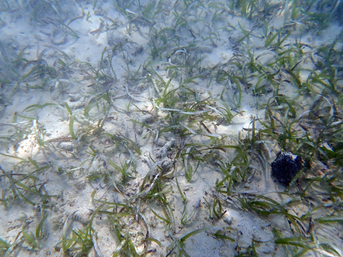 Image of Thalassia testudinum by (c) stephen, some rights reserved (CC BY)