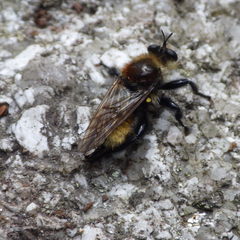 Laphria insignis