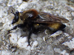 Laphria insignis