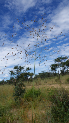 Kalahari Buffalo Grass (Panicum kalaharense)