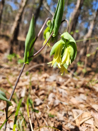 Foto de Uvularia