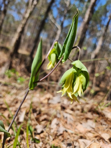 Foto de Uvularia
