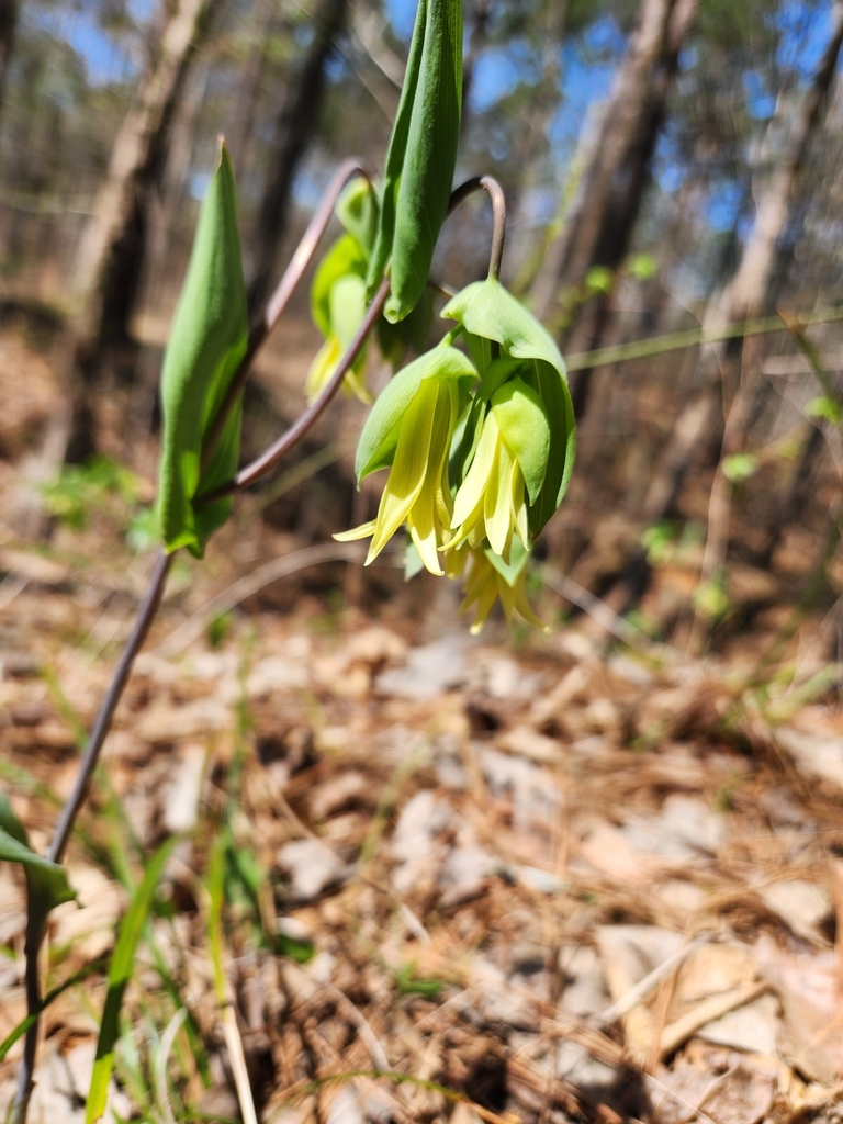 Foto de Uvularia