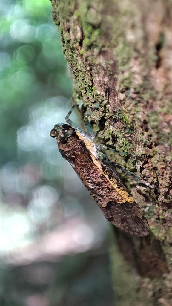 Hypaepa costata