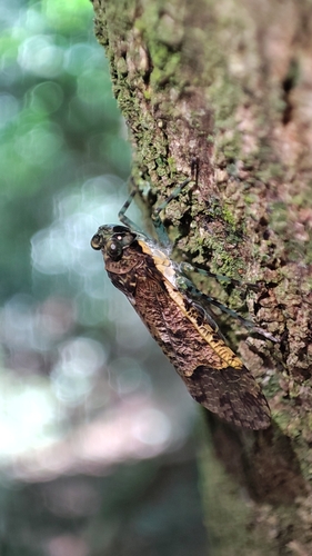 Hypaepa costata