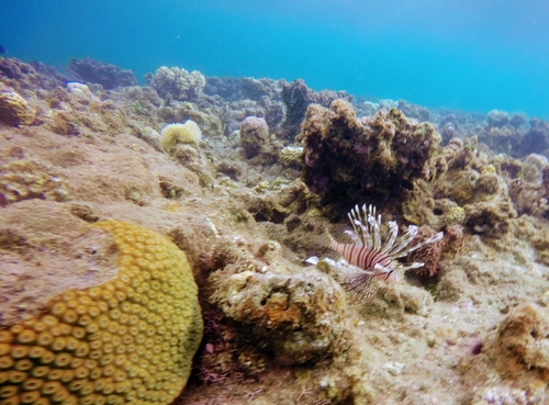 Common Lionfish