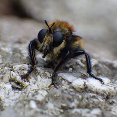 Laphria insignis