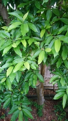 Magnolia × alba