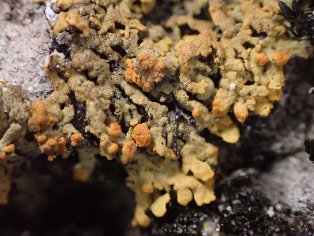 Tremella elegantis