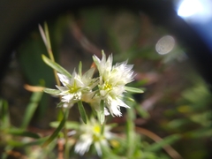 Paronychia argyrocoma