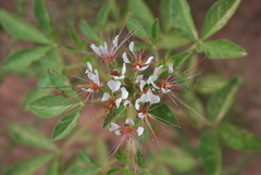 Polanisia dodecandra trachysperma