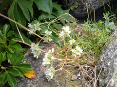 Paronychia argyrocoma