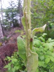 Leiobunum calcar