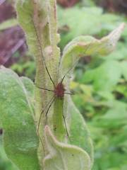 Leiobunum calcar