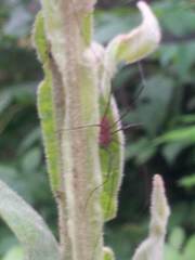 Leiobunum calcar