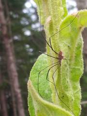 Leiobunum calcar
