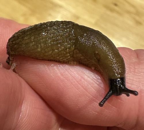 Durham Slug