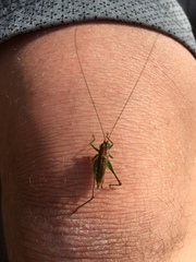 Conocephalus attenuatus