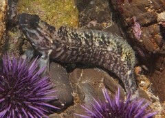 Crisscross Prickleback photo 1