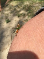 Conocephalus attenuatus