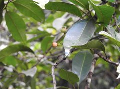 Syzygium nervosum