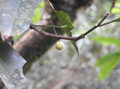 Syzygium nervosum