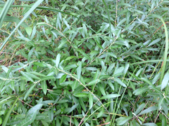 Salix humilis
