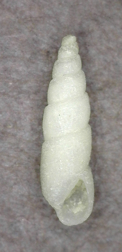Evalea eclecta observed 2025-03-05