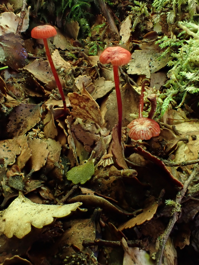 Mycena ura · March 2025 · photo: © nicnation (iNaturalist, cc-by)