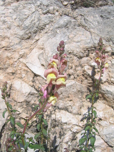 Antirrhinum latifolium (Antirrhinum latifolium)