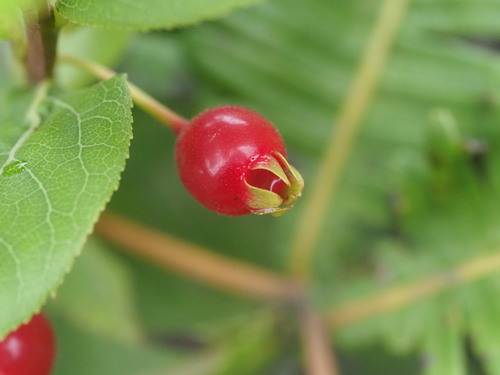 Image of Vaccinium calycinum by (c) Kevin Faccenda, some rights reserved (CC BY)