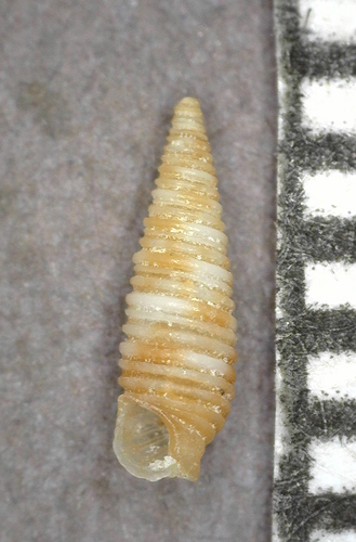 Viriolopsis fallax observed 2025-03-05