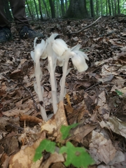 Monotropa