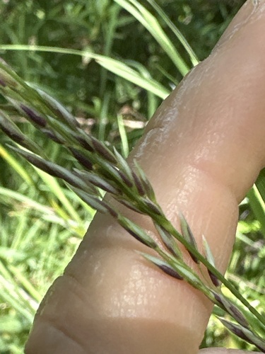 Foto de Milhã