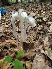 Monotropa