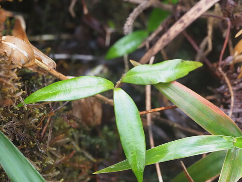 Alyxia stellata observed 2025-03-20