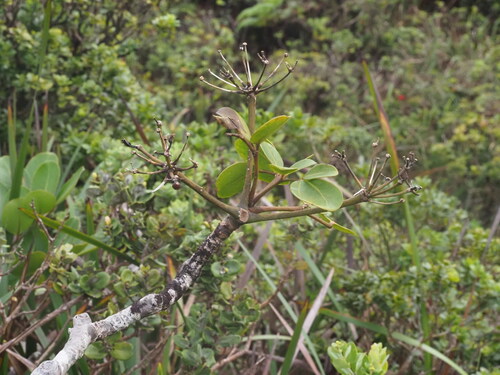 Polyscias oahuensis observed 2025-03-20
