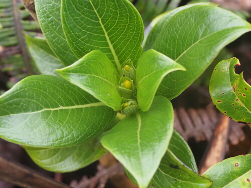 Geniostoma hedyosmifolium