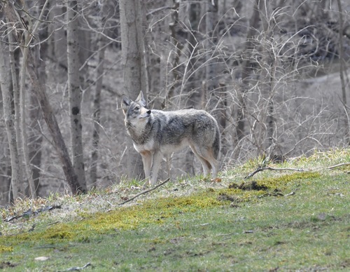 Coyote photographed in Ohio