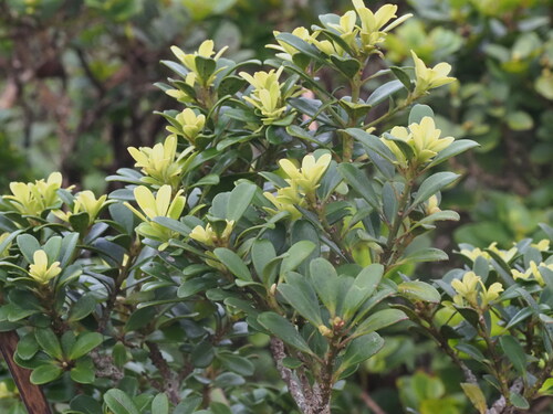 Myrsine sandwicensis observed 2025-03-20