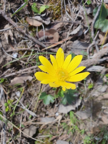 Image of Anemone palmata by (c) Mehdi Chetibi, some rights reserved (CC BY)