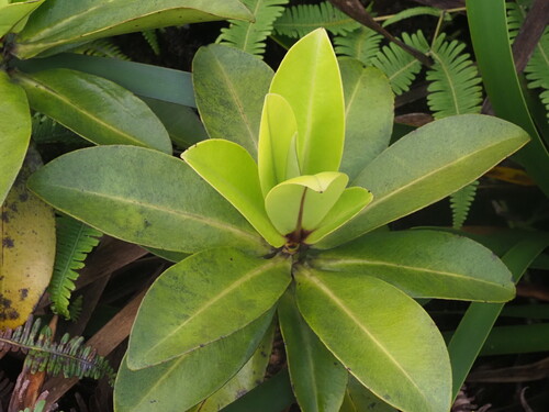 Myrsine lessertiana observed 2025-03-20