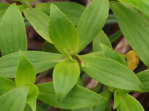 Image of Dubautia laxa by (c) Kevin Faccenda, some rights reserved (CC BY)