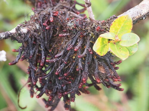 Pleurozia conchifolia