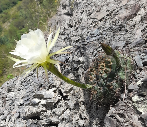 Foto de Ouriço-do-mato