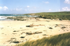 Pseudorca crassidens