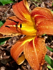 Hemerocallis fulva