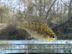 Bluespotted Sunfish photo 5