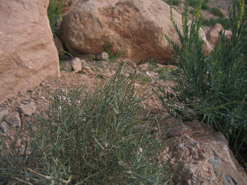Image of Acanthorrhinum ramosissimum by (c) zebedeugalinha, some rights reserved (CC BY)