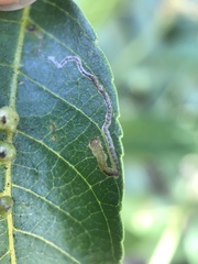 Stigmella longisacca